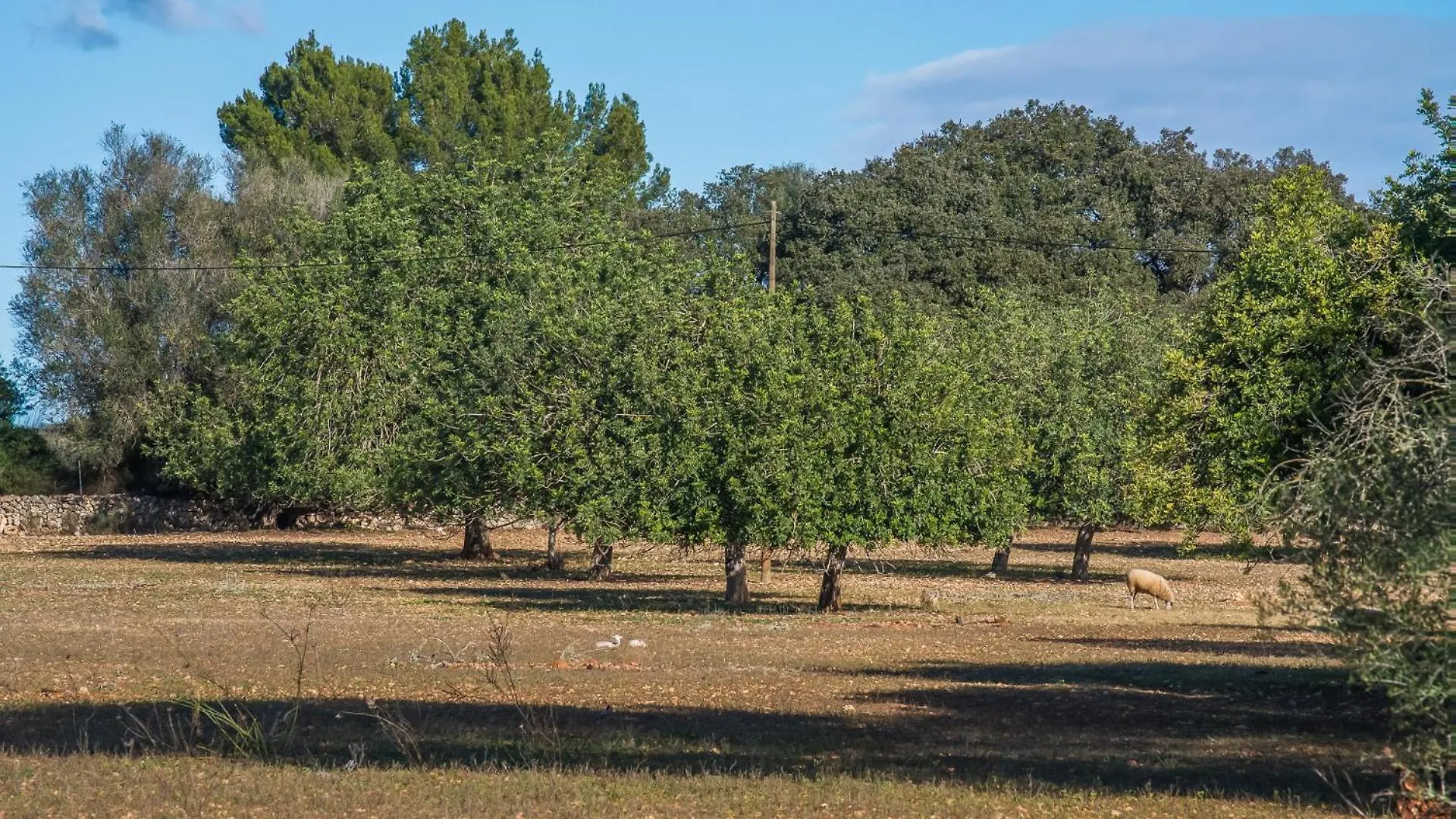 Country house Ideal Property Mallorca - Villa Laiar Sencelles Spain